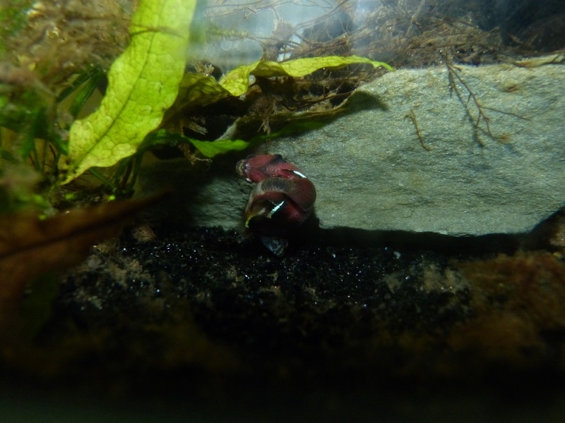 Betta channoides 510