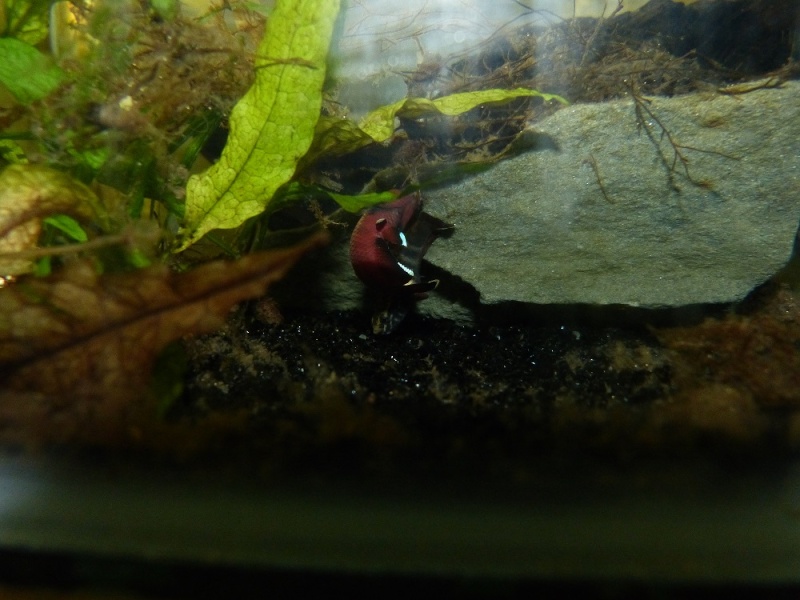 Betta channoides 610