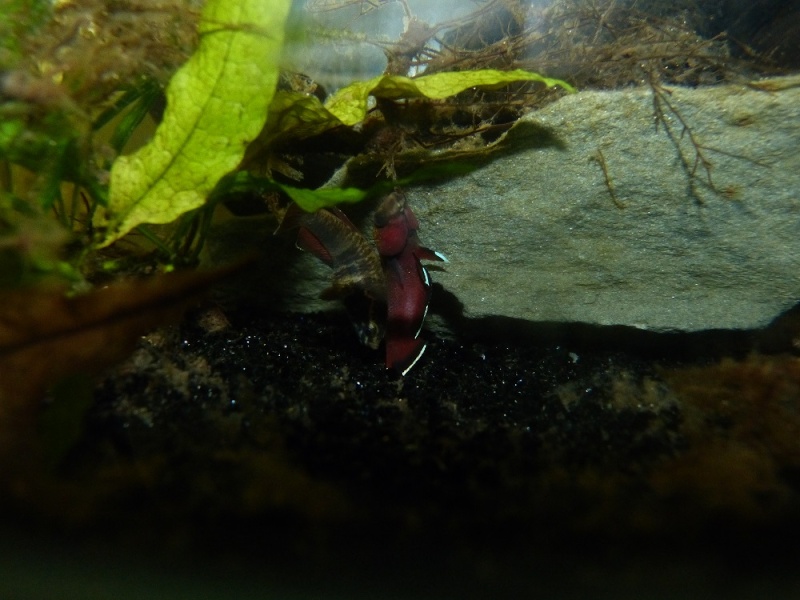 Betta channoides 710