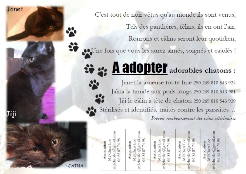 Janet(adoptée), Jaïna(adoptée), Jiji(adopté), les noirauds de Mil'Chats'Lor Affich15