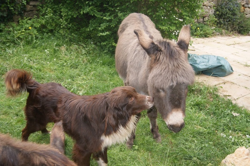 HOUKA de VALENCRU  male  X LANDSEER  environs 3 ans en famille d'accueil 83  (ex FA 84) - Page 3 Houka111