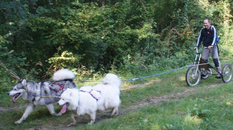 Flake malamute (m) REF:77 ADOPTE Flake_10