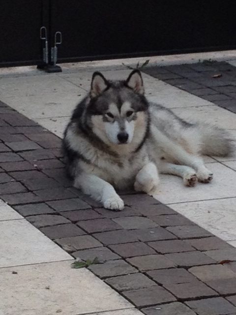 Flake malamute (m) REF:77 ADOPTE Photo12