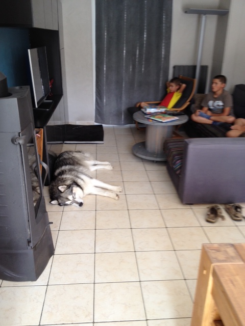 Flake malamute (m) REF:77 ADOPTE Photo310