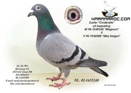 صور حمام زاجل هولندي photos pigeons voyageurs  hollandais 2111