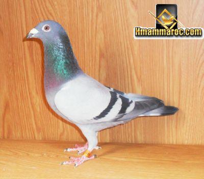صور الحمام الزاجل الاسباني photo pigeon voyageur espagnol
