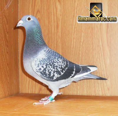 صور الحمام الزاجل الاسباني photo pigeon voyageur espagnol  8810