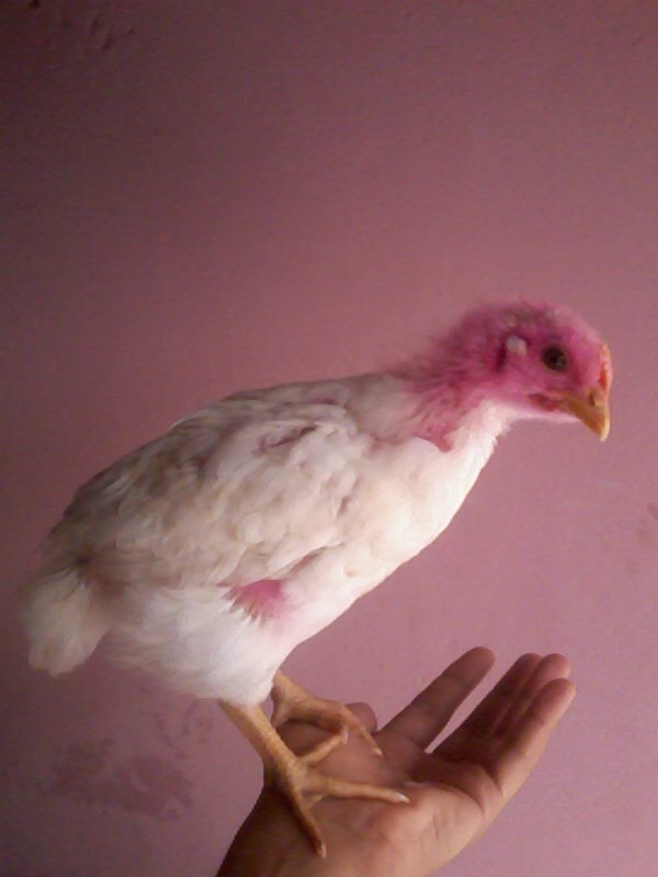 سجل تواجدكـ .. بصوورة حيوآآنكـ .,’! Photo-20