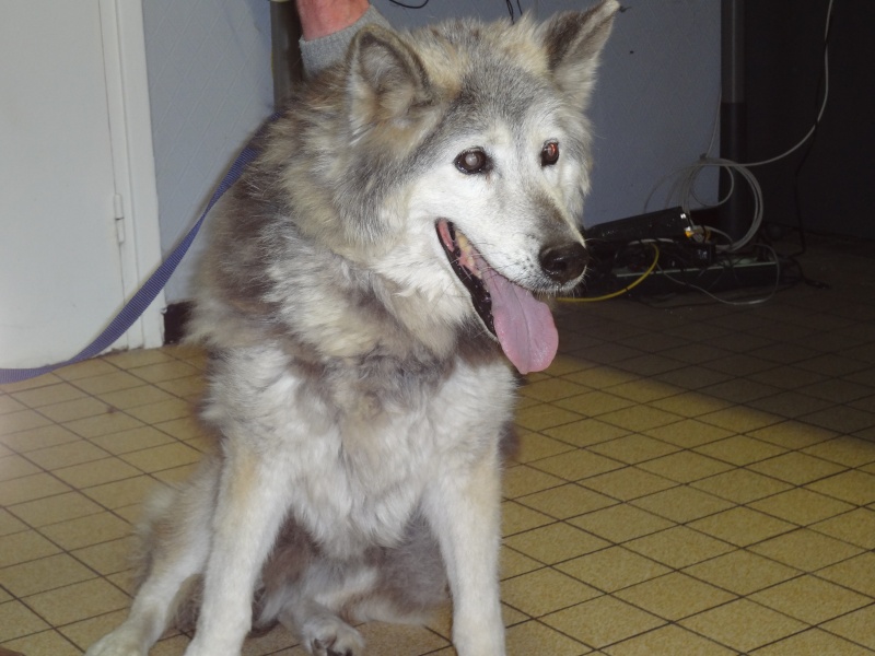 Tina 14 ans  alaska malamute  (f) - fourrière - SOS RISQUE DE MORT ADOPTEES 00515