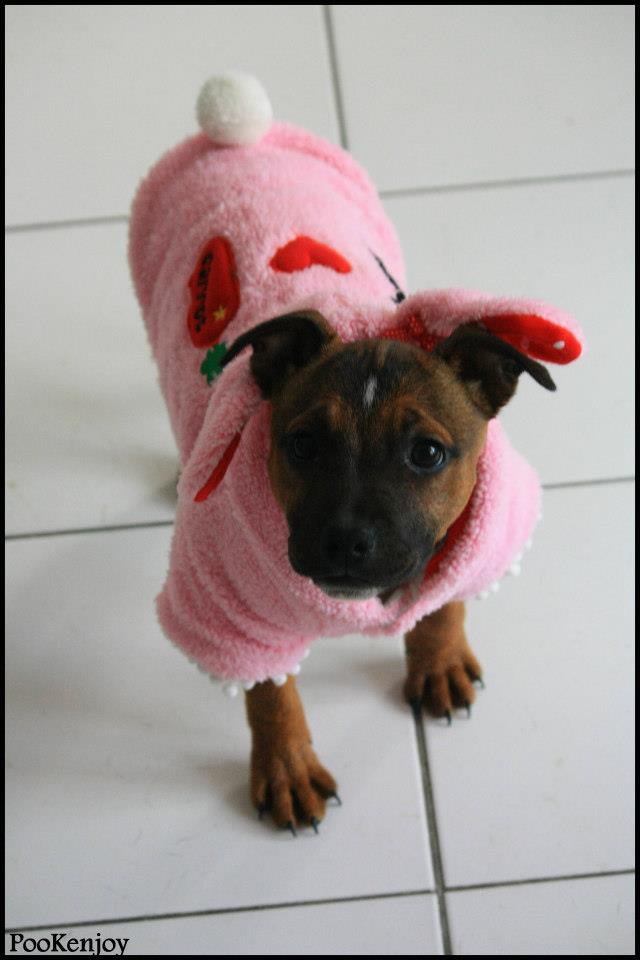 staffie in clothes  - Page 2 52669010