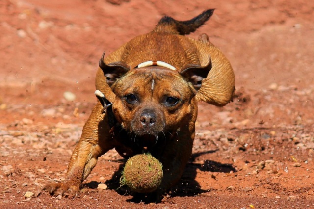 Staffies with balls - Page 2 56181210