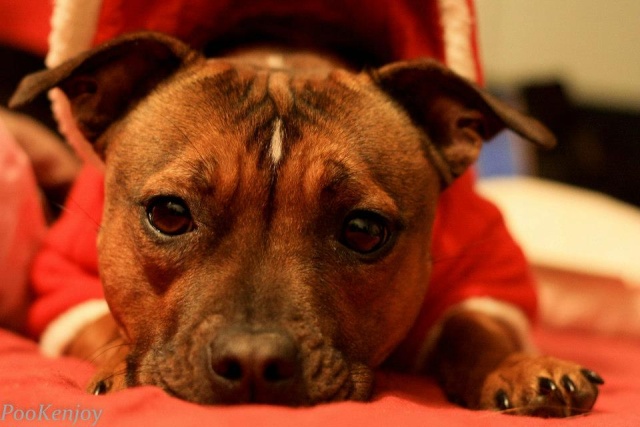 staffie in clothes  - Page 2 64646_10