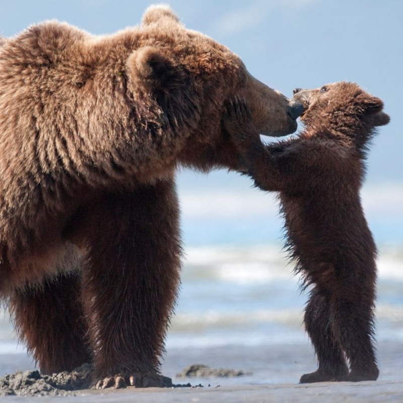 GRIZZLY - Disneynature (2014) 10247411