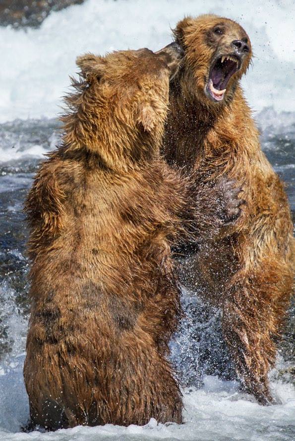 GRIZZLY - Disneynature (2014) 10609513