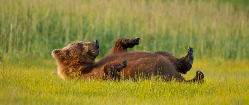 GRIZZLY - Disneynature (2014) 88591010