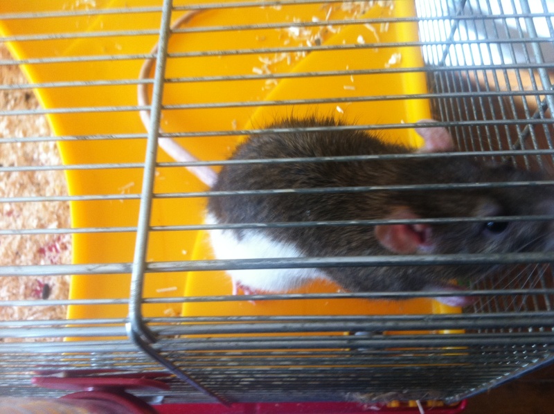 A donner Titi, 1 rat mâle d'un an blanc et gris Titi10