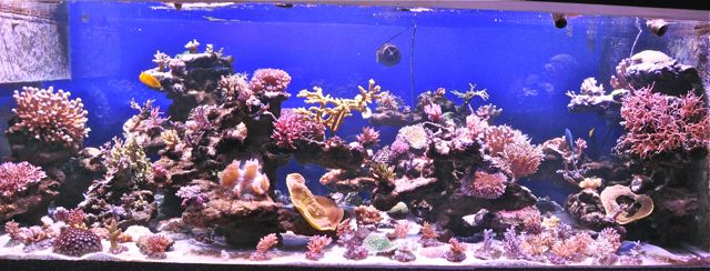 le reef tank d'harold - Page 30 Bbbbb10