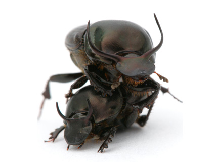 6 créatures extraordinaires avec de vrais super pouvoirs Beetle10