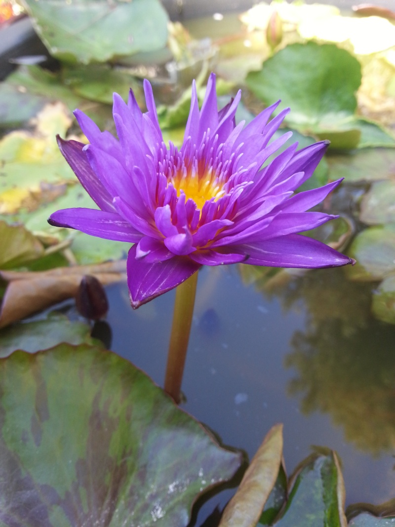 Nymphaea tropical Tanzanite et Valentine 20140725