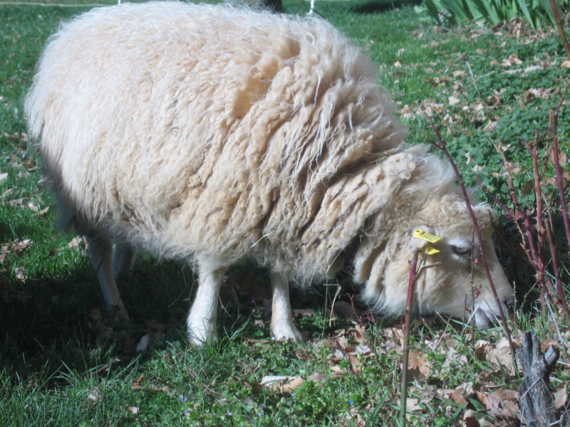 mort et mousse blanche compacte Img_6316