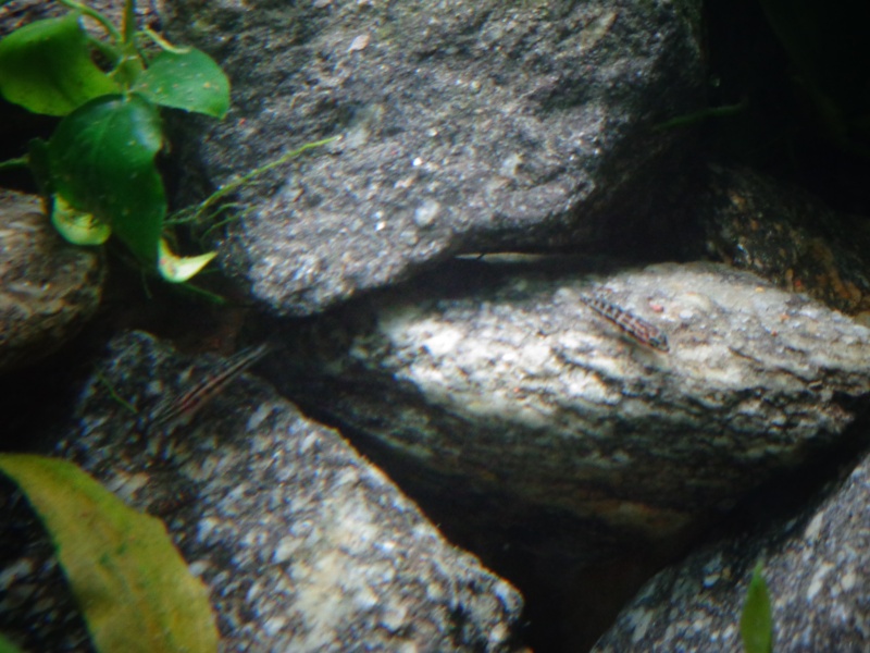 Naissance Julidochromis Transcriptus Dsc00211