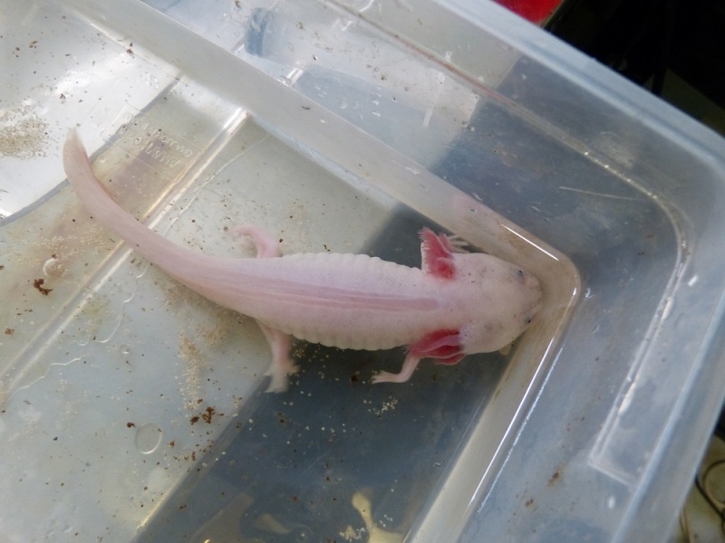 Axolotl A_iwok10
