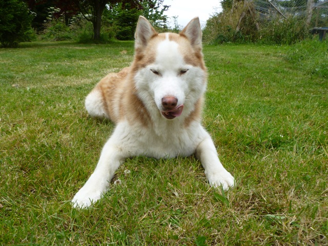 Kerouq, Sibérien Husky, 4 Ans et veut vivre sa vie. Dept 14.ADOPTE Kerouq10