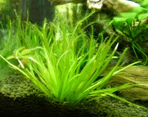 Nano de 20L envahi de filamenteuses.... P1150727