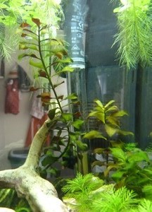 Nano de 20L envahi de filamenteuses.... P1150728