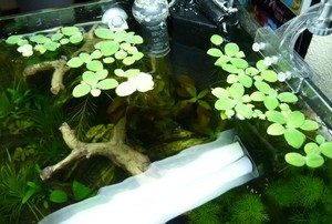 Nano de 20L envahi de filamenteuses.... P1150731