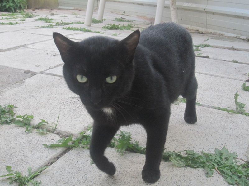 Boubouille, chat noir né en 2012, épileptique - SLPA Amance Boubou10