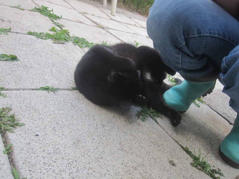 Boubouille, chat noir né en 2012, épileptique - SLPA Amance Boubou12
