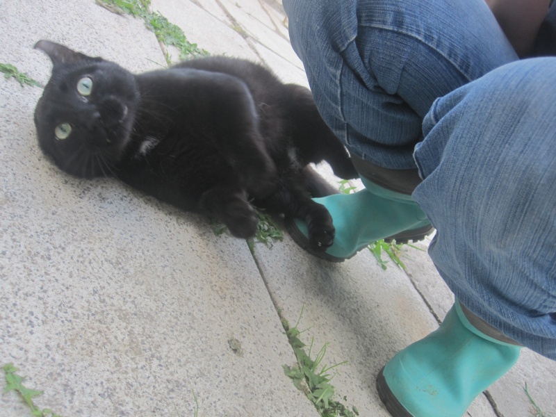 Boubouille, chat noir né en 2012, épileptique - SLPA Amance Boubou13