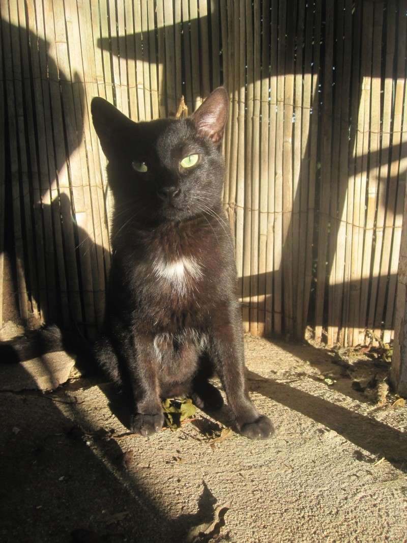 Boubouille, chat noir né en 2012, épileptique - SLPA Amance Boubou18