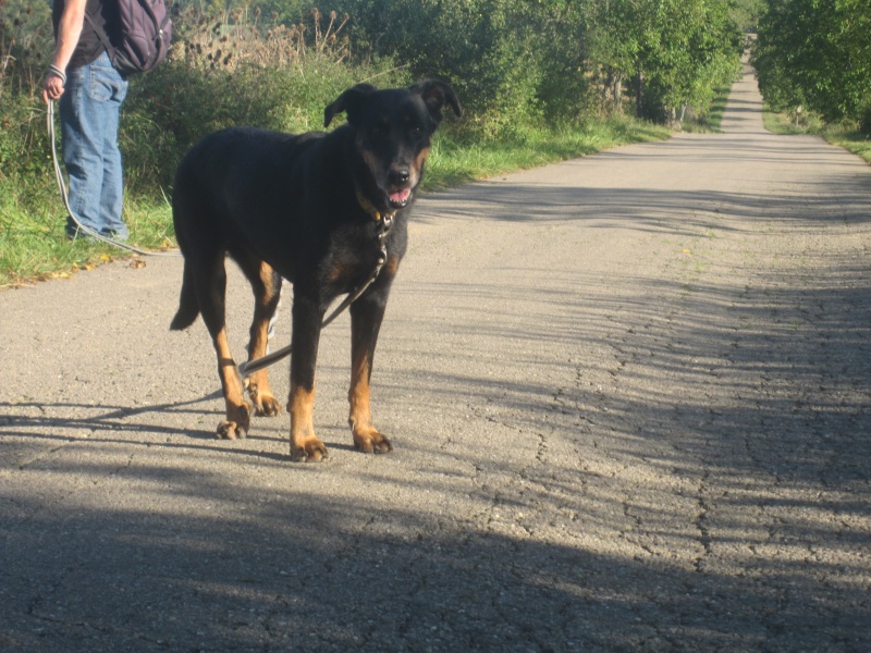 Anna  Beauceron née en 2005 SLPA Amance Titi_e14