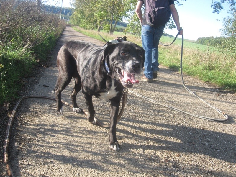 Zina, x Labrador née en 2009 SLPA Amance  Zina_110