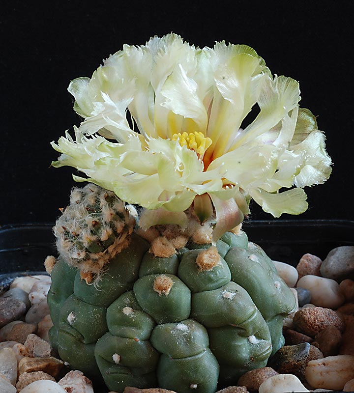 Floraisons de Cactus chez Boun - Page 2 8010