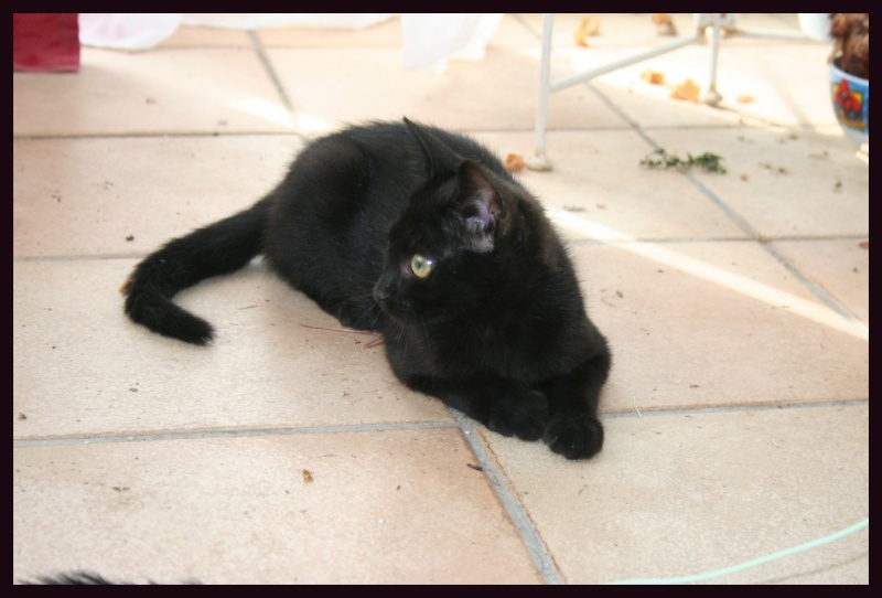 (adoptés !) 2 chatons 3 mois 1 siamois ,1 noir  ( la feline meyreuillaise 13) Bagher10