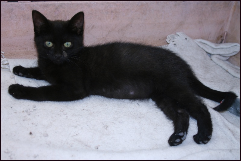 (adoptés !) 2 chatons 3 mois 1 siamois ,1 noir  ( la feline meyreuillaise 13) Chaton10