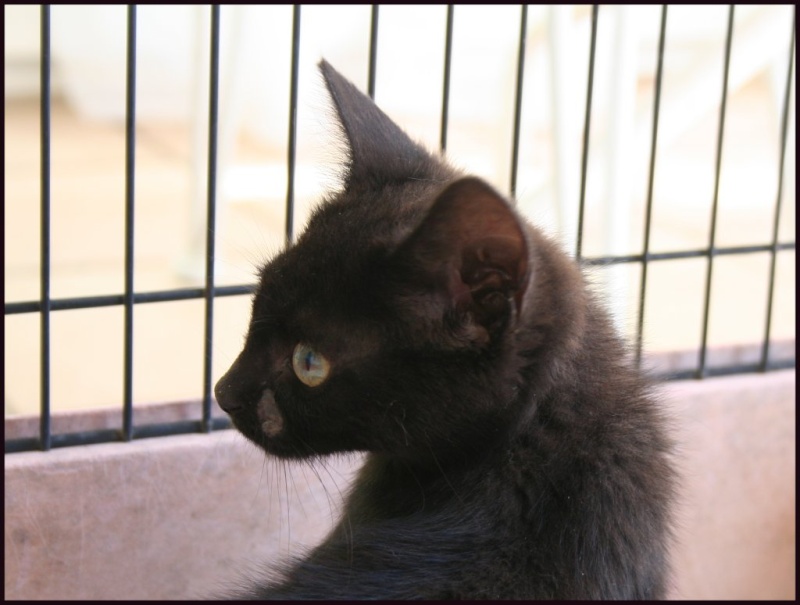 (adoptés !) 2 chatons 3 mois 1 siamois ,1 noir  ( la feline meyreuillaise 13) Chaton11