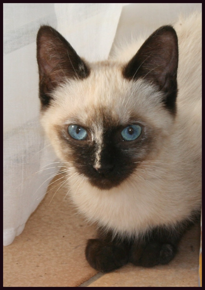 (adoptés !) 2 chatons 3 mois 1 siamois ,1 noir ( la feline meyreuillaise 13)