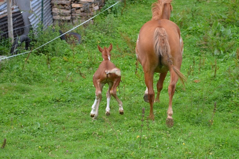 Eli-xir, Bella (paint) x Marco né le 20 07 14 quelle couleur 10505410