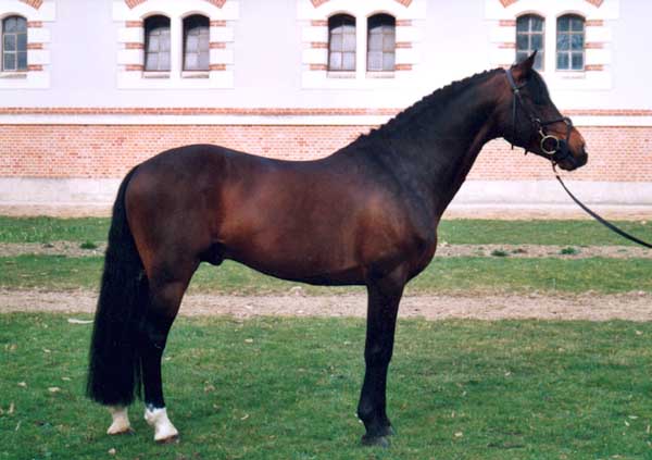 Poney français  de selle Macgey10