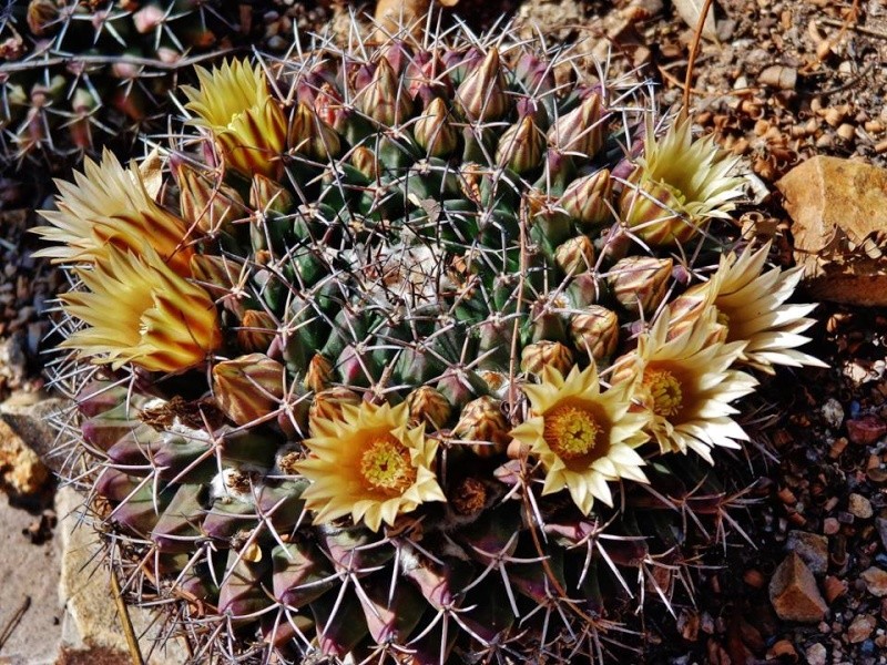 Mammillaria huntiana spec nova. Huntia11