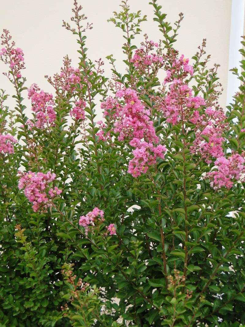 Bouturer le lilas des Indes-Lagerstroemia J_00110