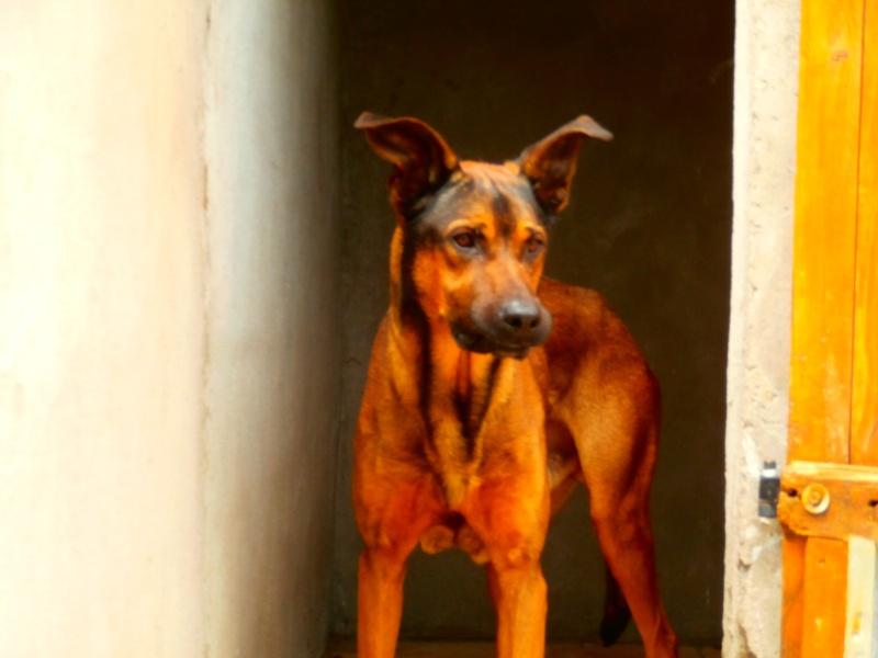 JUNIOR (croisé beauceron /malinois) P6041012