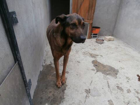Junior Croise Beauceron Malinois Junior Croise Beauceron Malinois
