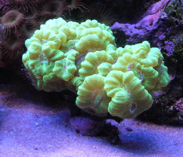 Les coraux d'Alice Carroll Caulas12