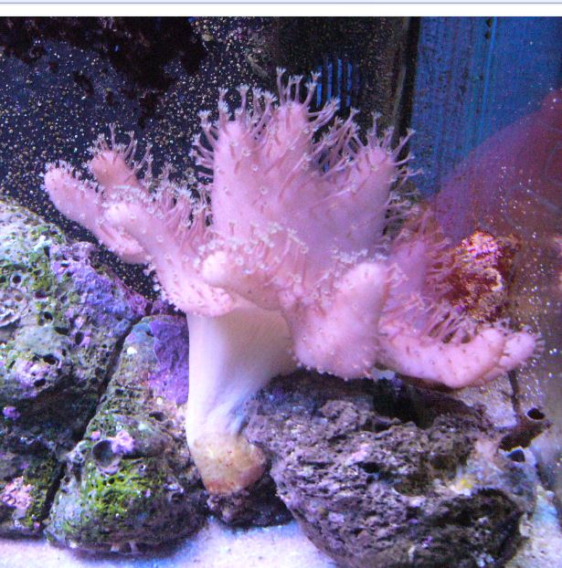 Les coraux d'Alice Carroll Loboph10