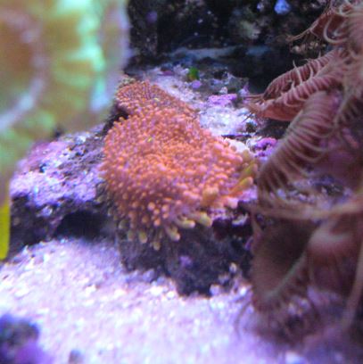 Les coraux d'Alice Carroll Ricord10